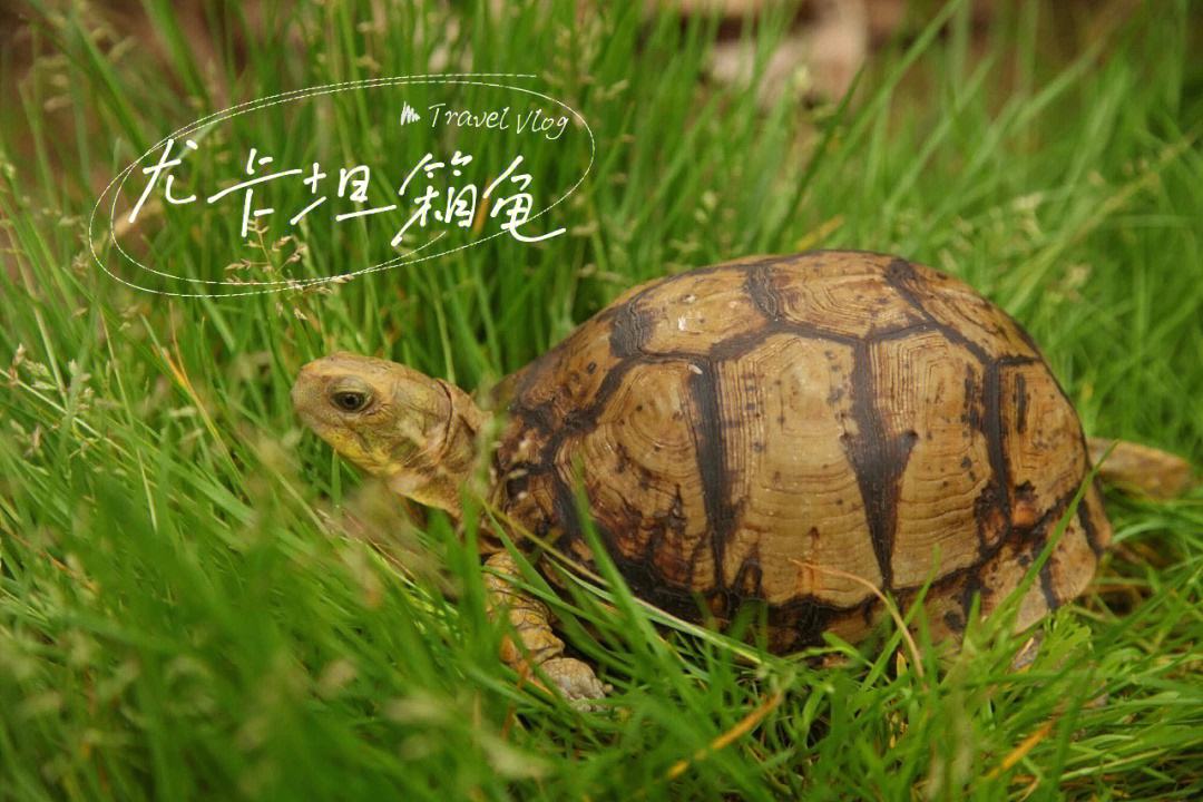 养北美鳄龟的龟友,箱龟种类图片大全