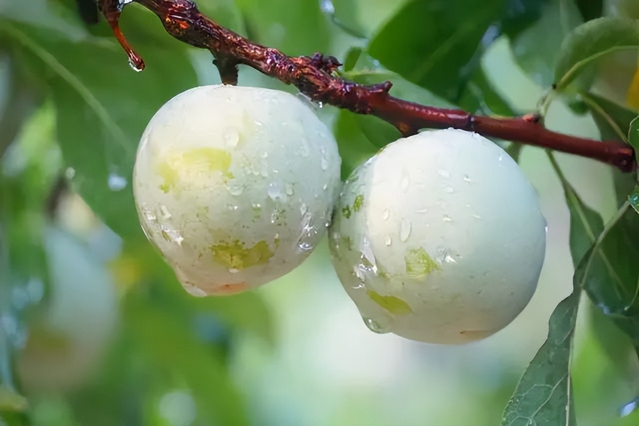 又到了吃三华李的季节,夏天就要吃酸酸甜甜的三华李