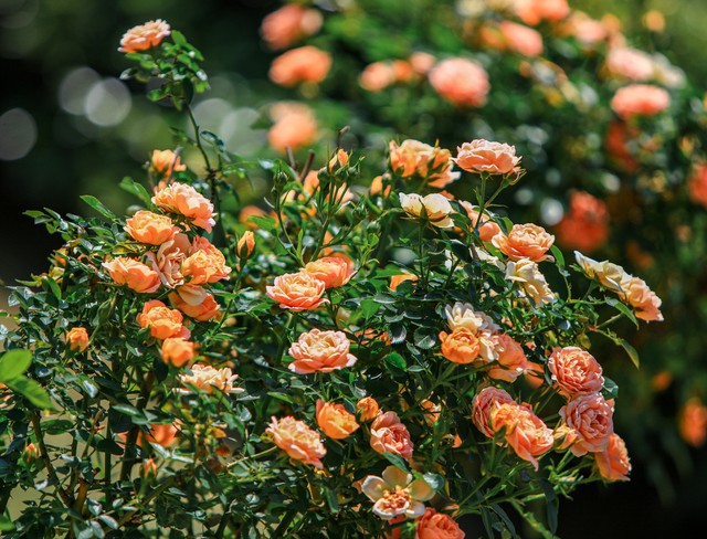 关于玫瑰花的古诗词有哪些,带有玫瑰花的古诗词