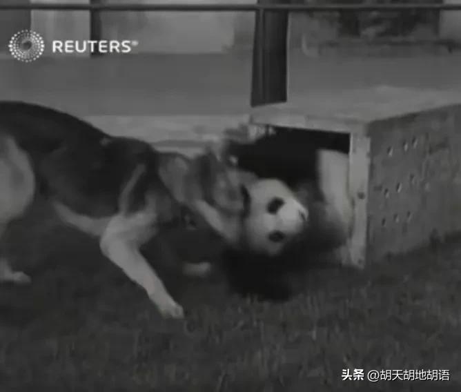 国宝熊猫的悲惨遭遇,讲解国宝大熊猫在美国生活的状况