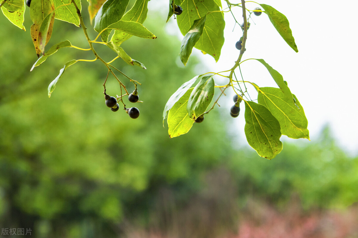 香樟树属于名贵树种吗,香樟树是不是国家珍贵树种