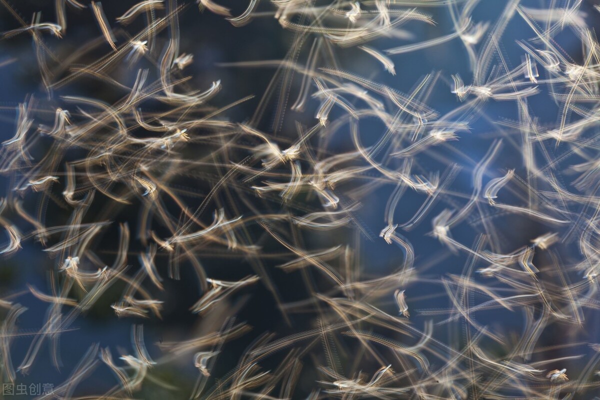 观赏鱼小型饵料,小型观赏鱼鱼食饵料