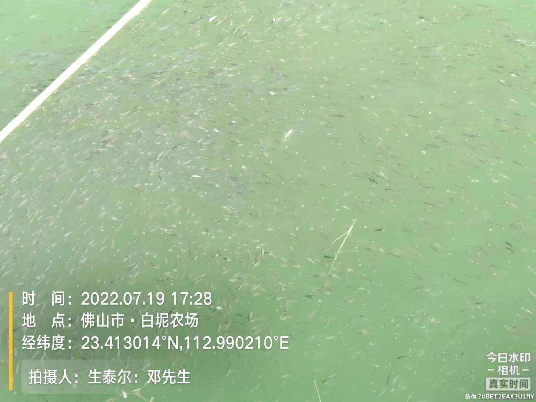 鱼弹状病毒的症状,生鱼子弹状病毒处理方案