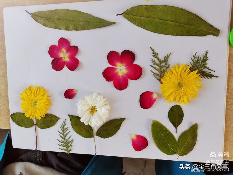 临猗庙上初中推进并践行植物标本课程