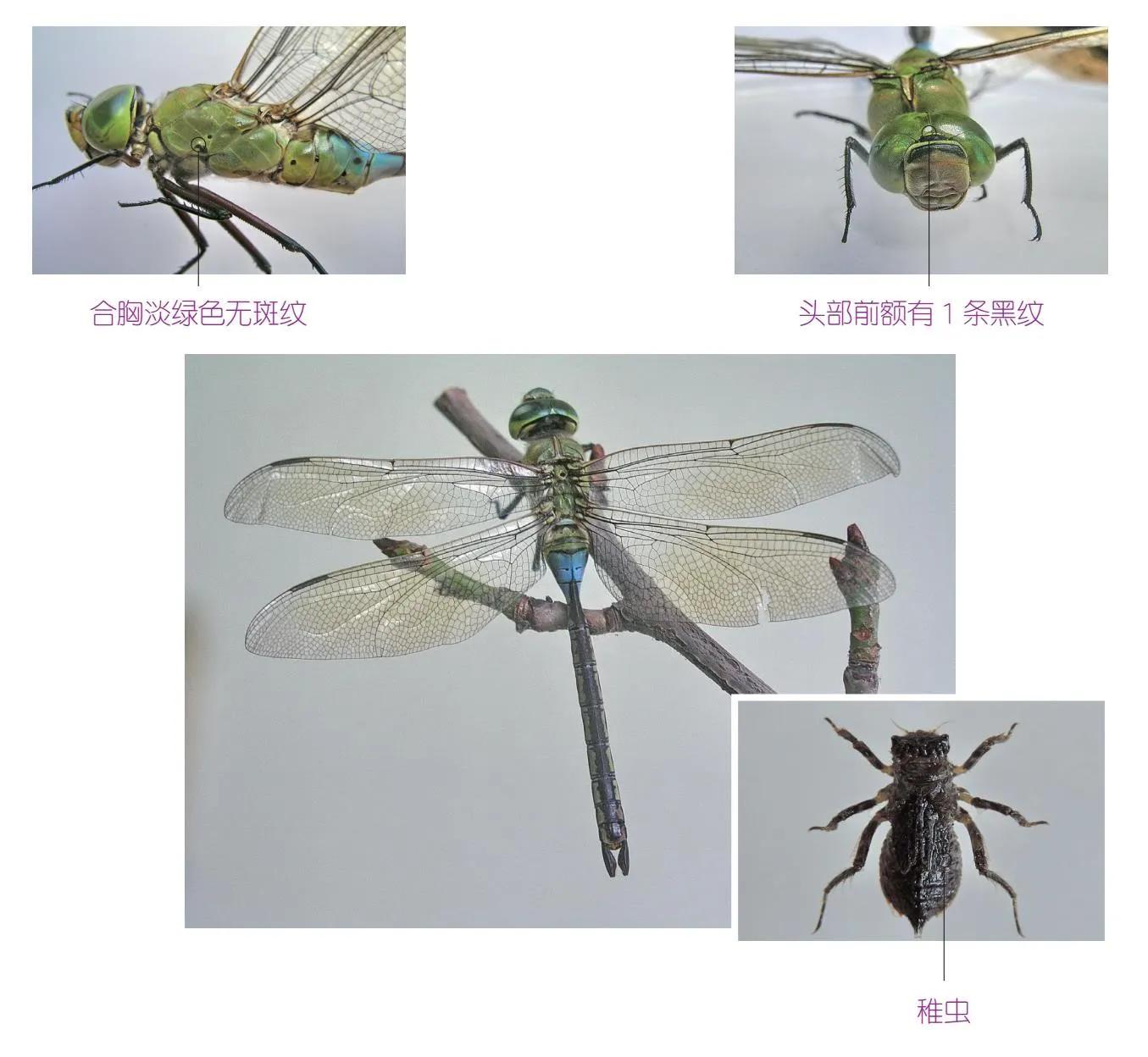 32种昆虫简介思维导图,32种食用植物