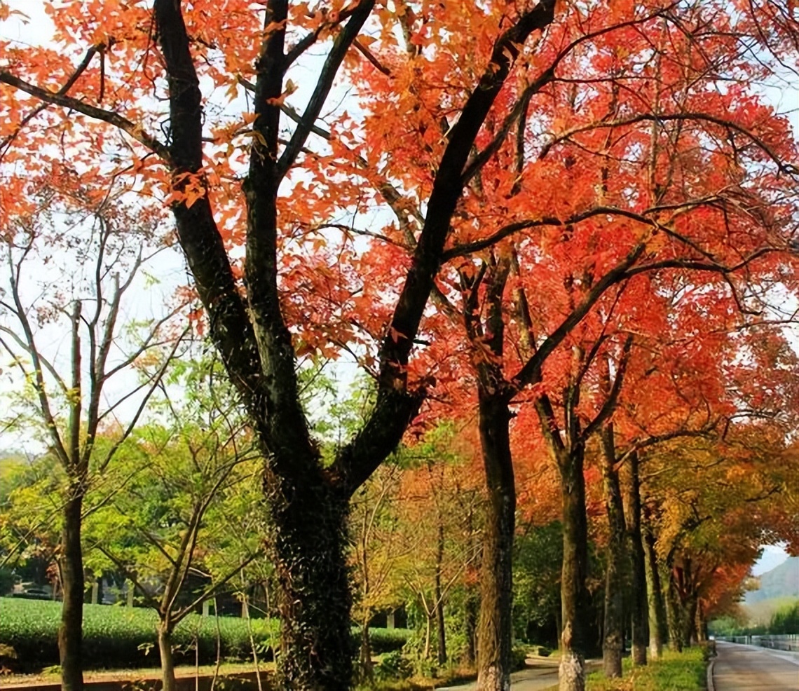 贵州的市花是什么,贵州省各个州的州府