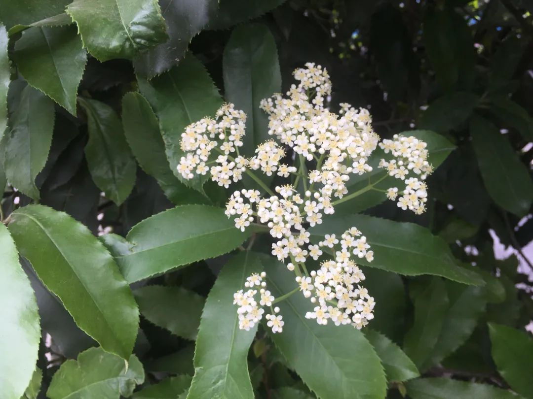 石楠花为什么种那么多,石楠花那么臭为什么还大面积种植