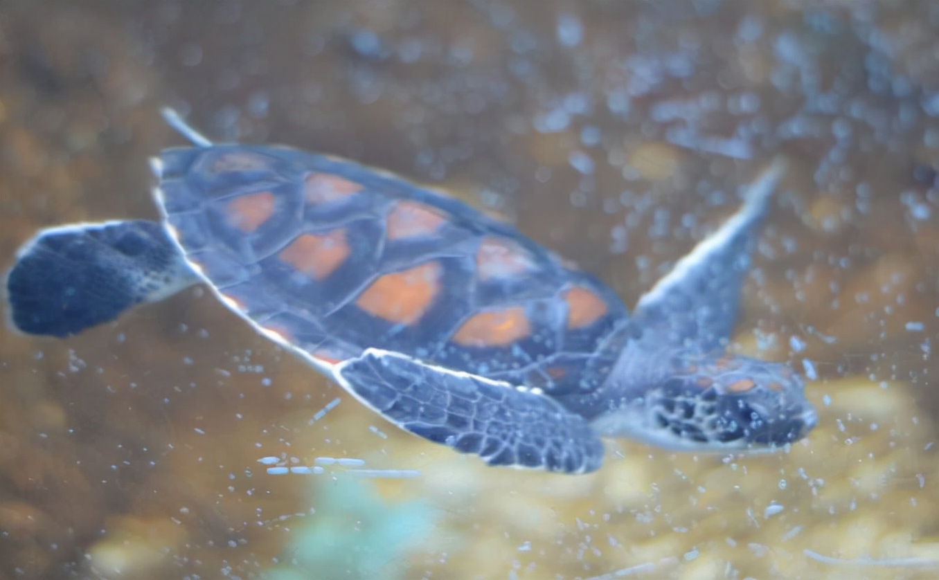 金鹰海洋世界常州万达,常州金鹰海洋世界怎么样好玩吗