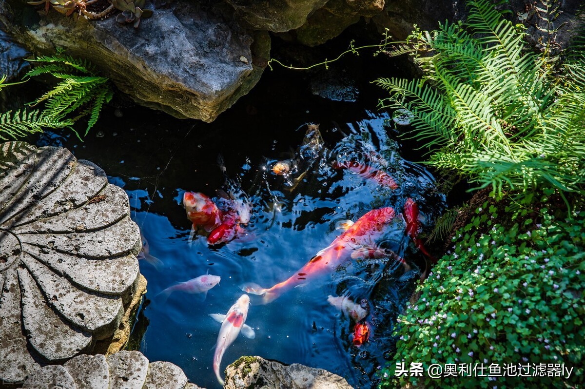 室内锦鲤小鱼池需要杀菌还是换水,锦鲤鱼缸换水后需要用二氧化氯吗
