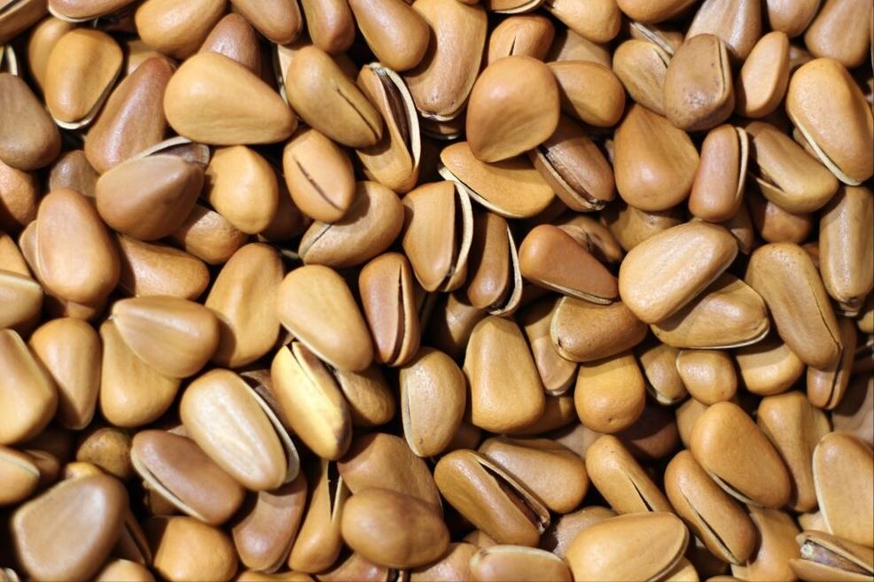 普通松子和巴西松子哪个性价比高,购买坚果松子