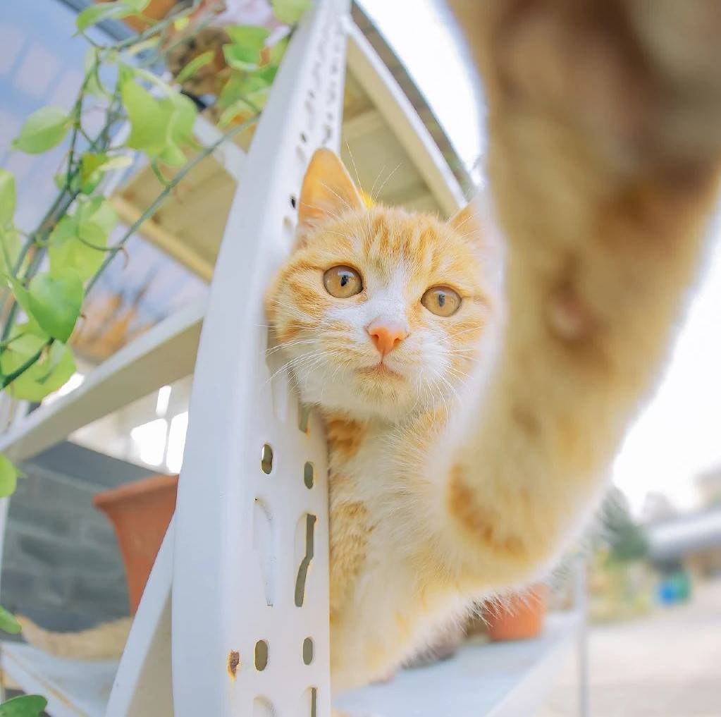 适口性比较好的主食冻干推荐,猫冻干可以当主食喂吗