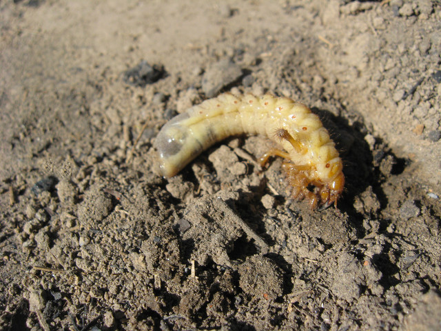 生蛆了（微小说）