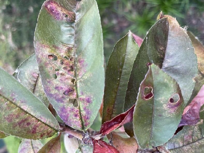 12月份园林绿化养护工作重点,元月份园林养护重点工作