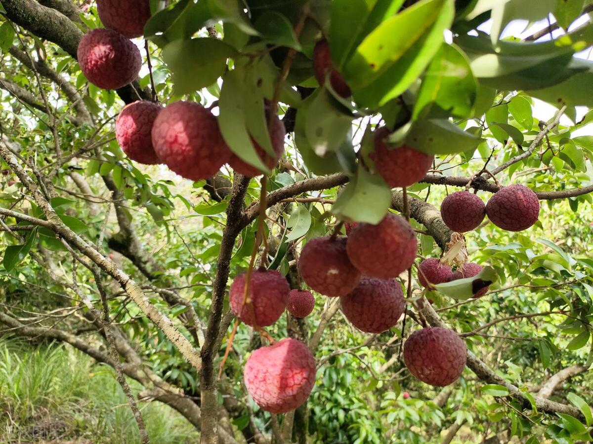 广州出发-中山2天游，打卡银坑逍遥谷+*钟金**湖公园+采摘荔枝