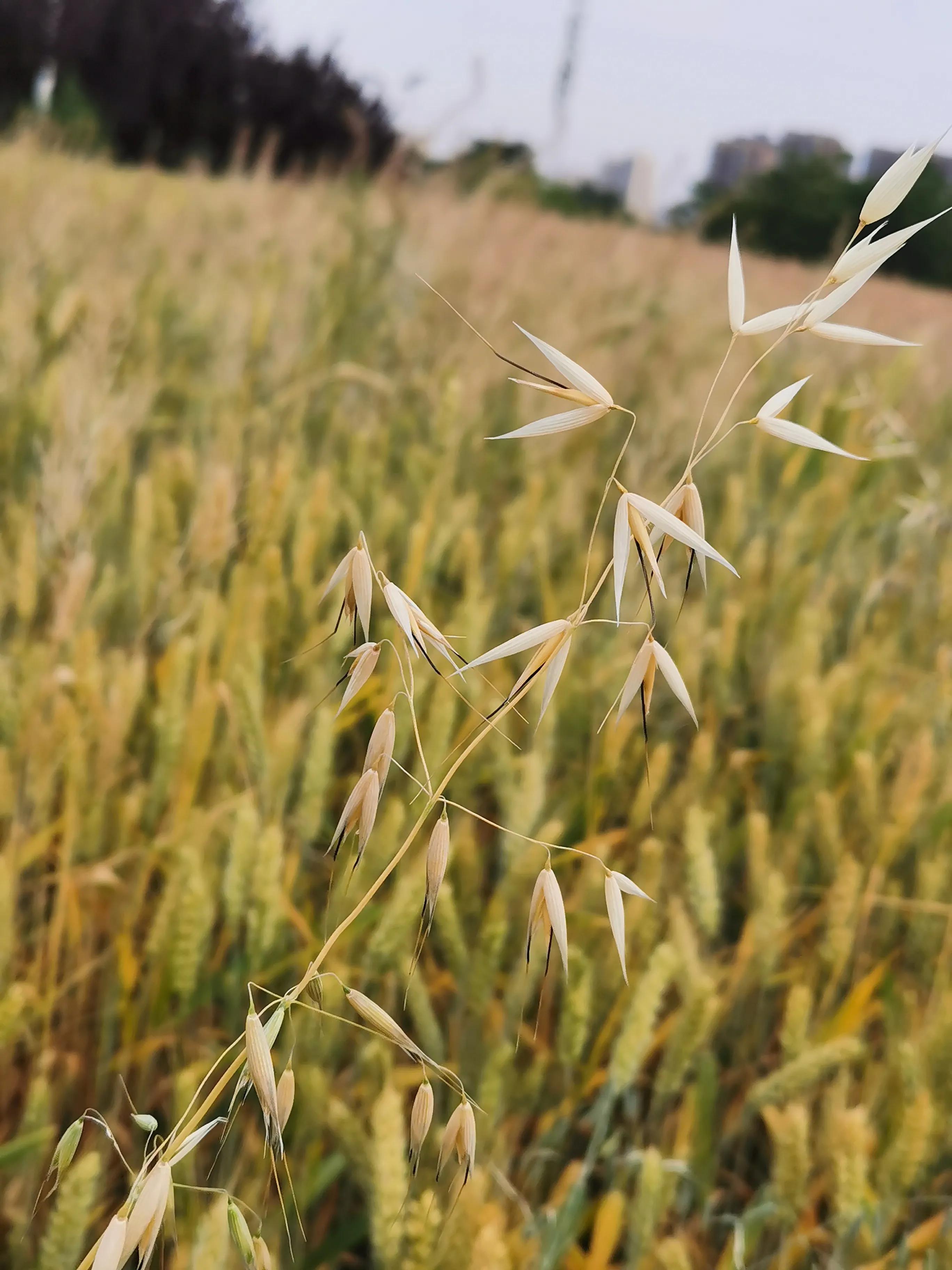 高贵气质麦穗发夹,成熟的麦穗才会低下高贵的头颅