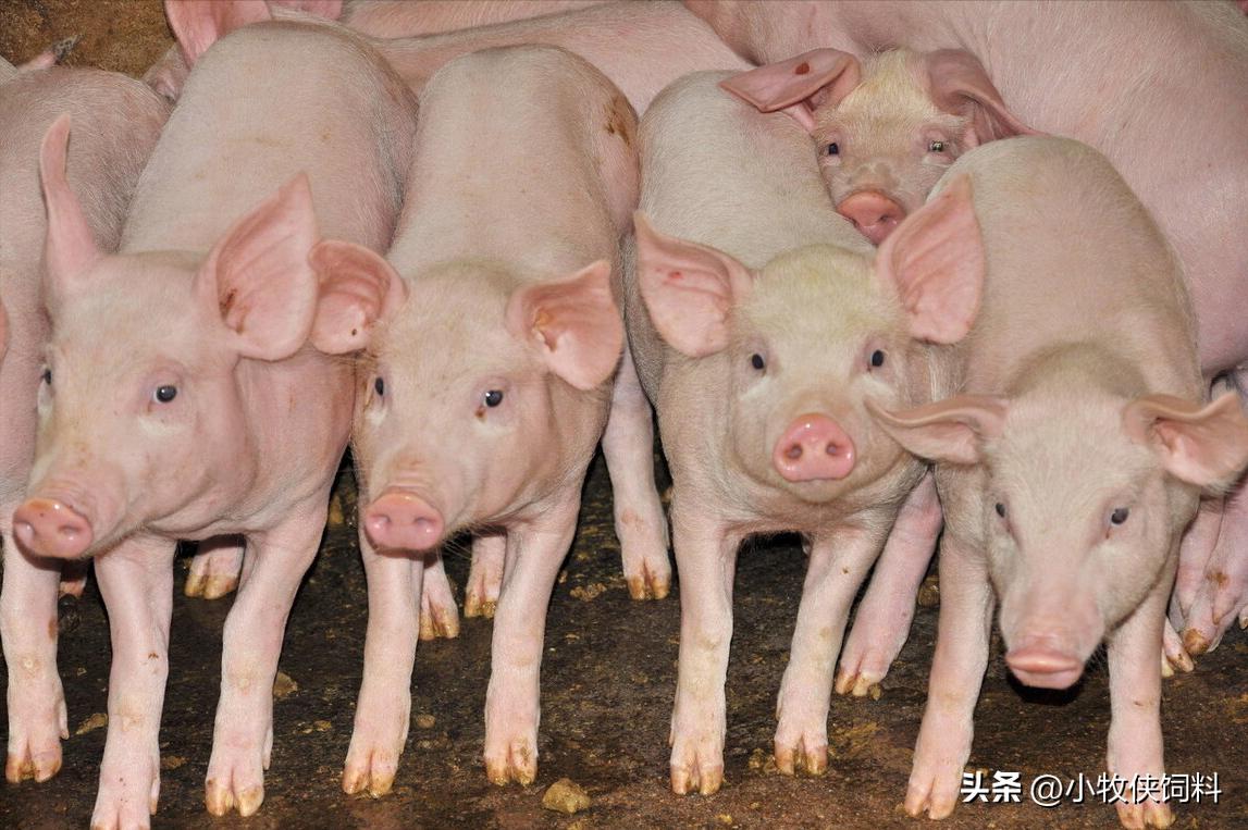 仔猪喘气最快的治疗方法,仔猪呼吸急促用什么药最好