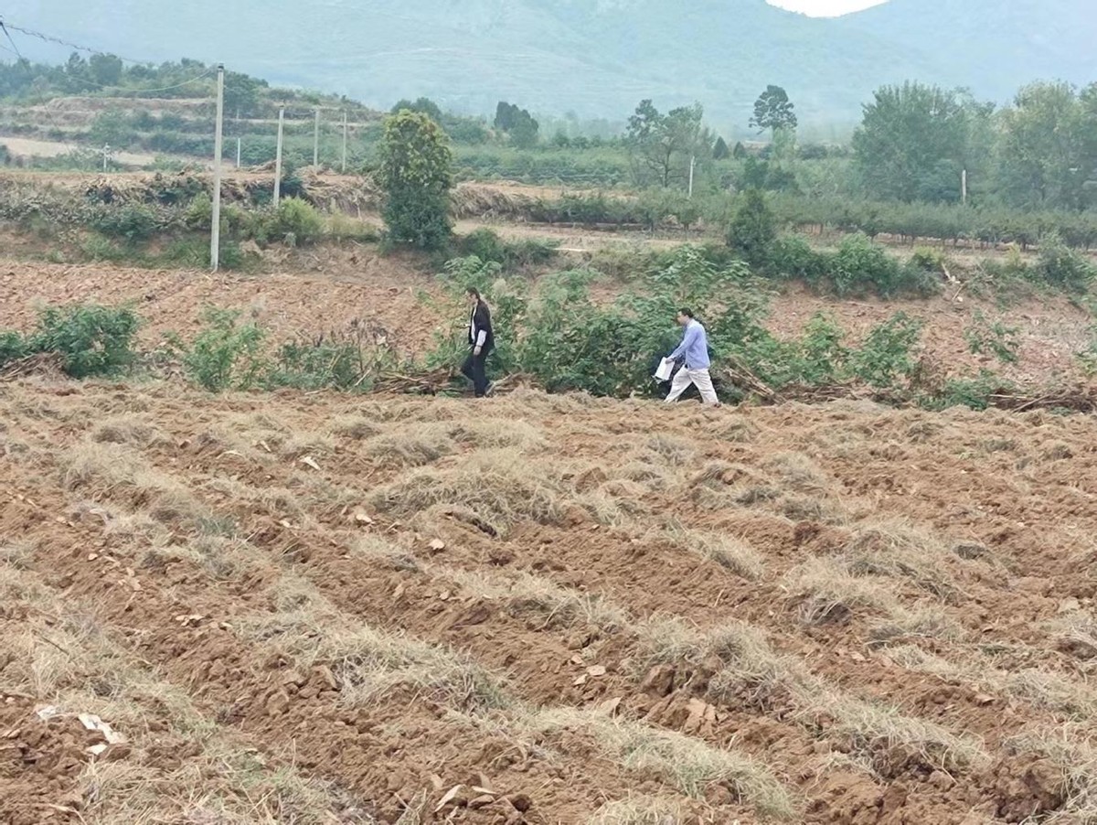 做强烟叶产业助推乡村振兴安良镇 (白沙镇烟叶产业蓬勃发展)