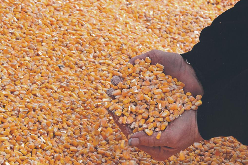 玉米价格稳中趋弱才是市场主流,目前玉米价格弱势整理分析