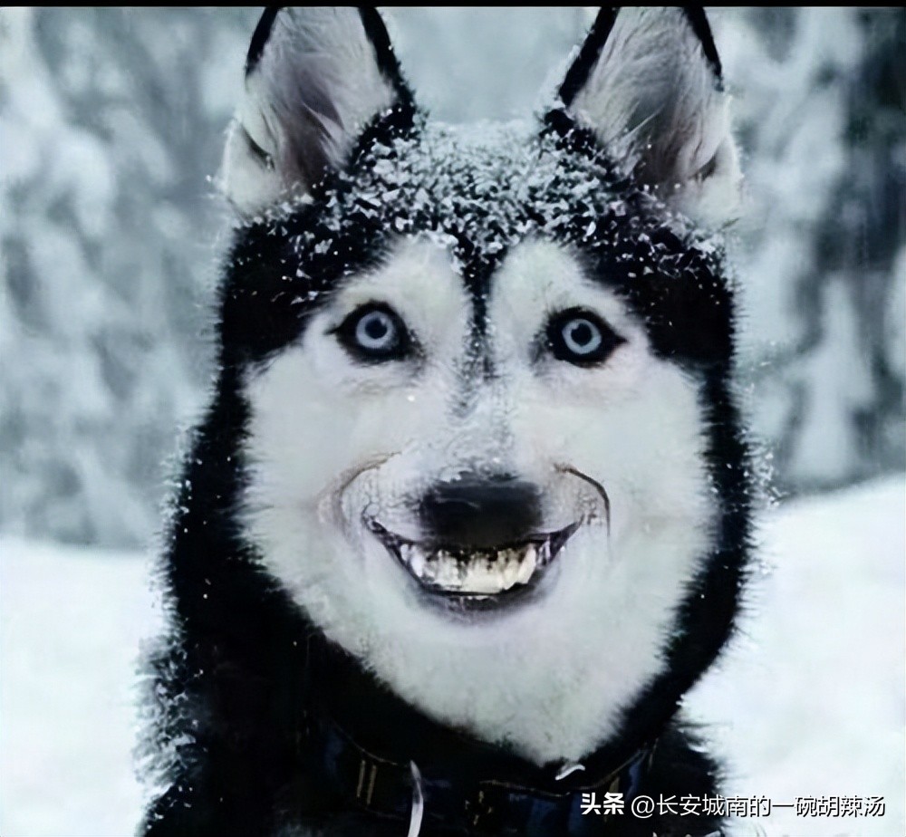 世界名犬大赛全程视频,世界名犬狗狗品种大全