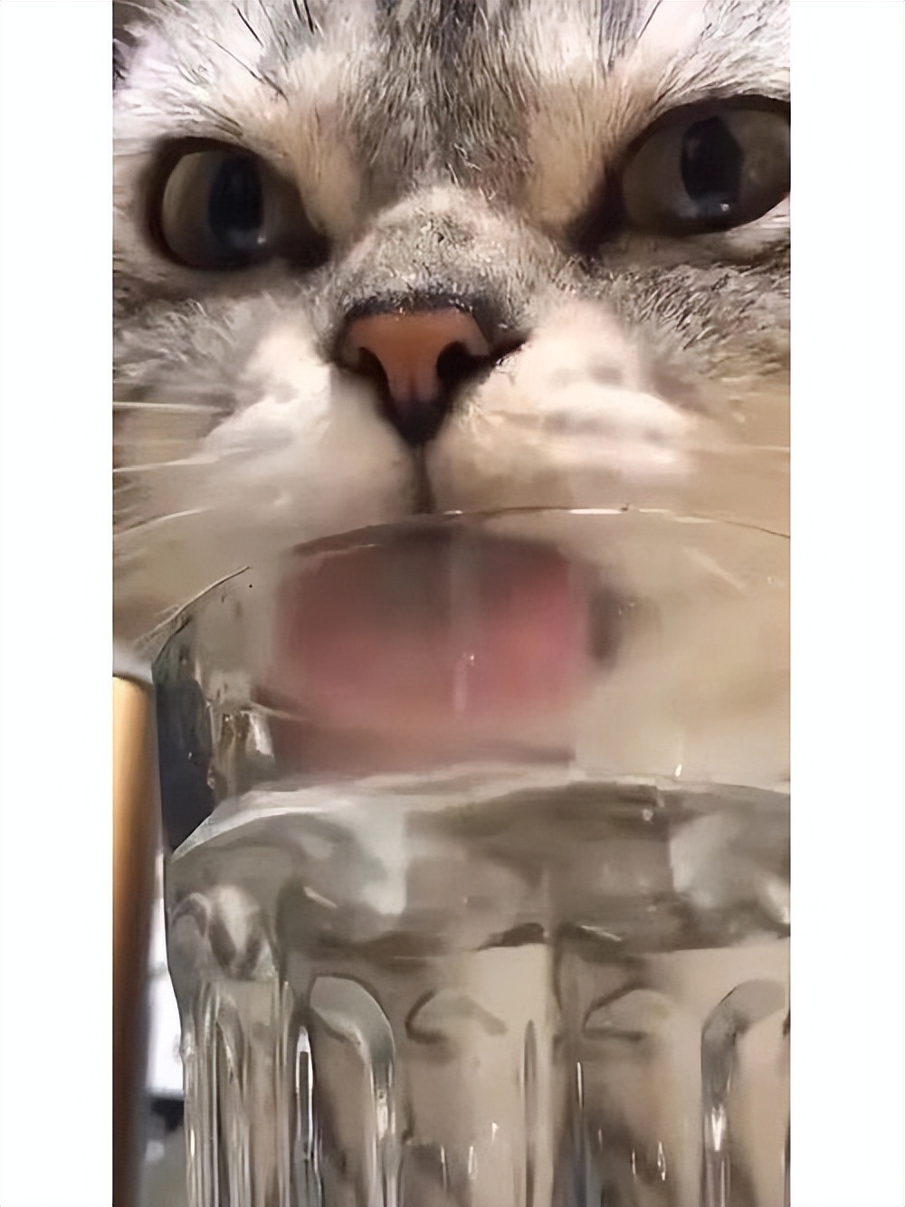 猫为什么喜欢喝主人杯子里的水,猫为啥喜欢喝人杯子里的水
