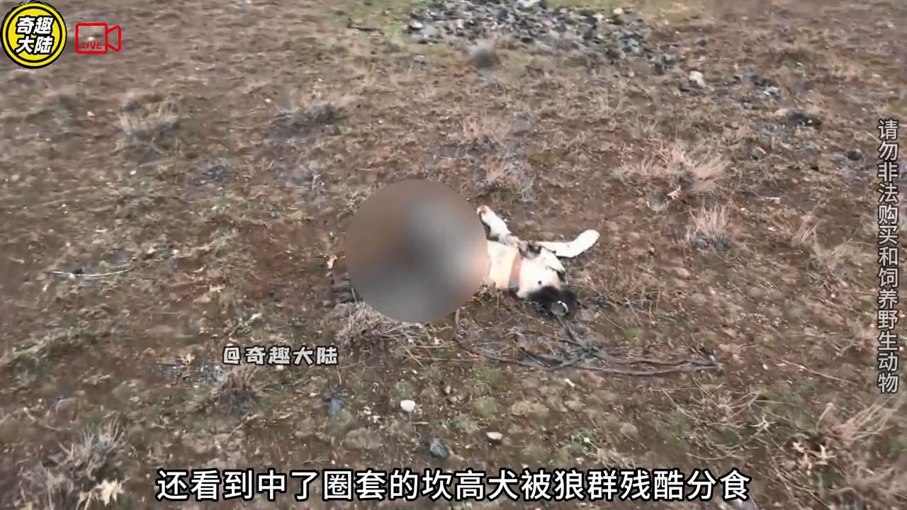 六匹北美灰狼夜袭看门犬，哈士奇被强拉硬拽拖走