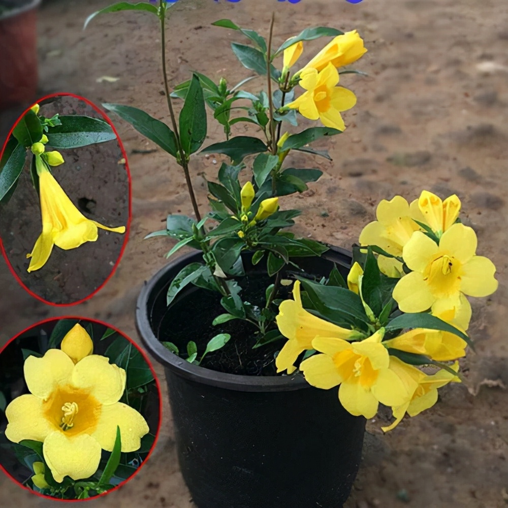 养花就养这几款花朵,养花大全喜阴的花卉