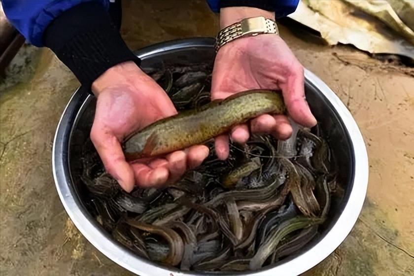 山东老板放弃千万生意,回乡给泥鳅建别墅,年销达1600万