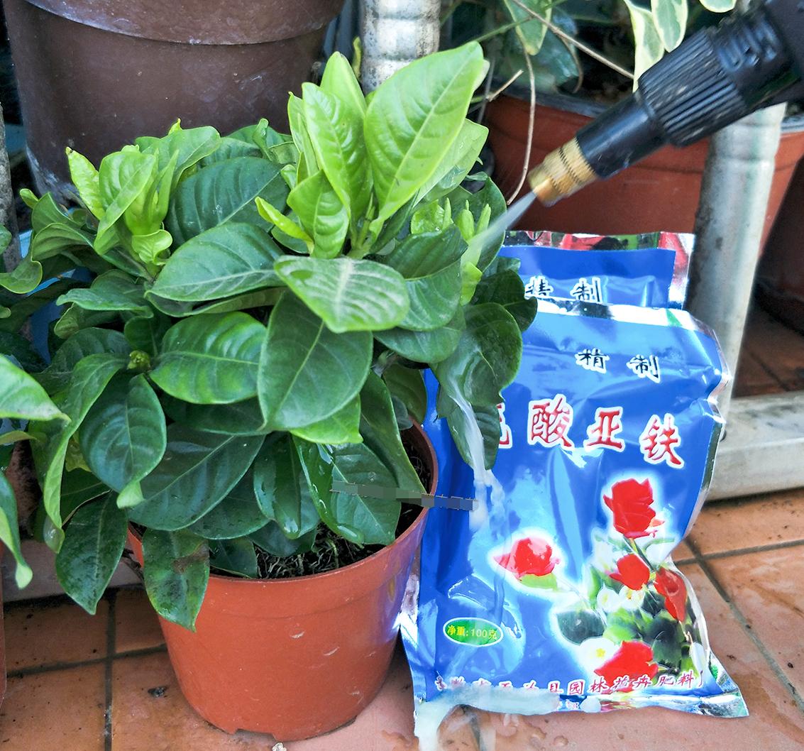 最厉害花卉营养液,最高级的营养液