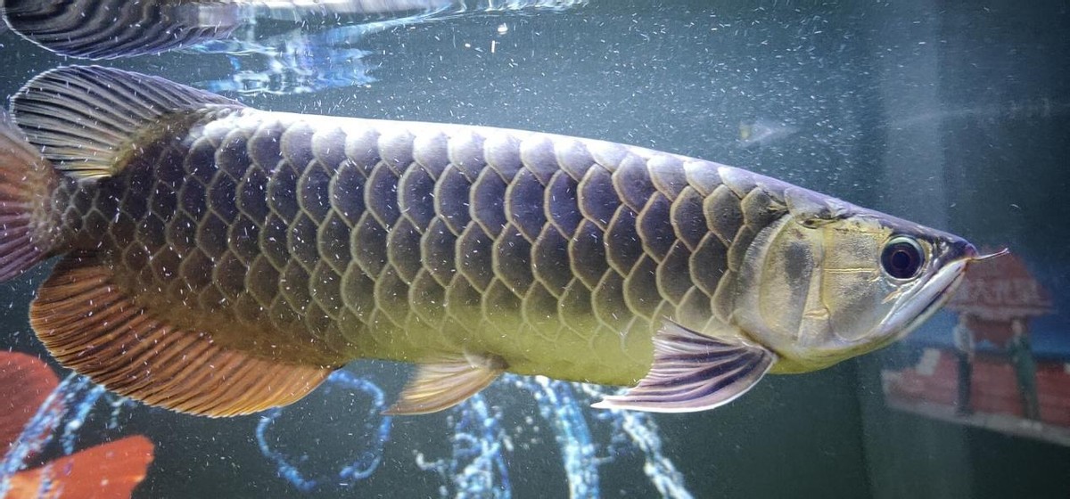 龙鱼缸下面混什么鱼,龙鱼缸里配什么鱼