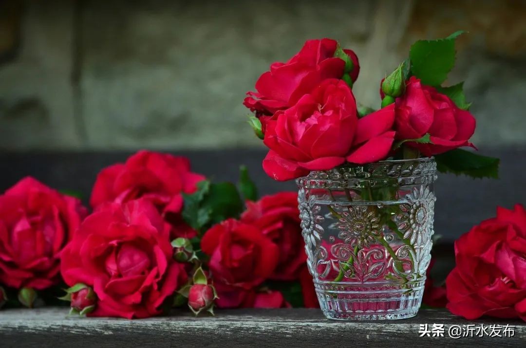 春季护肝的花,可以养肝护肝的花