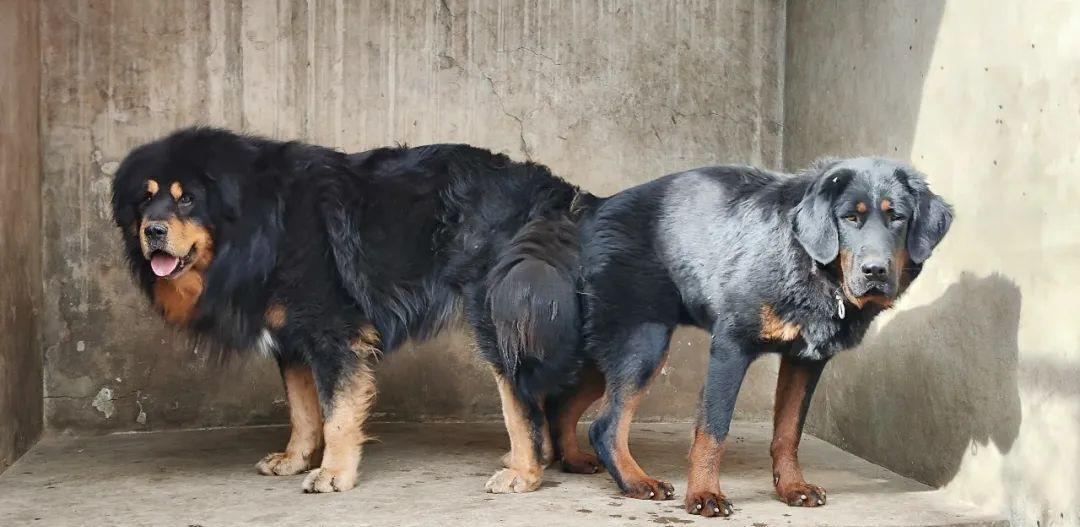 西藏纯种藏獒繁殖基地,藏獒养殖技术教学视频播放