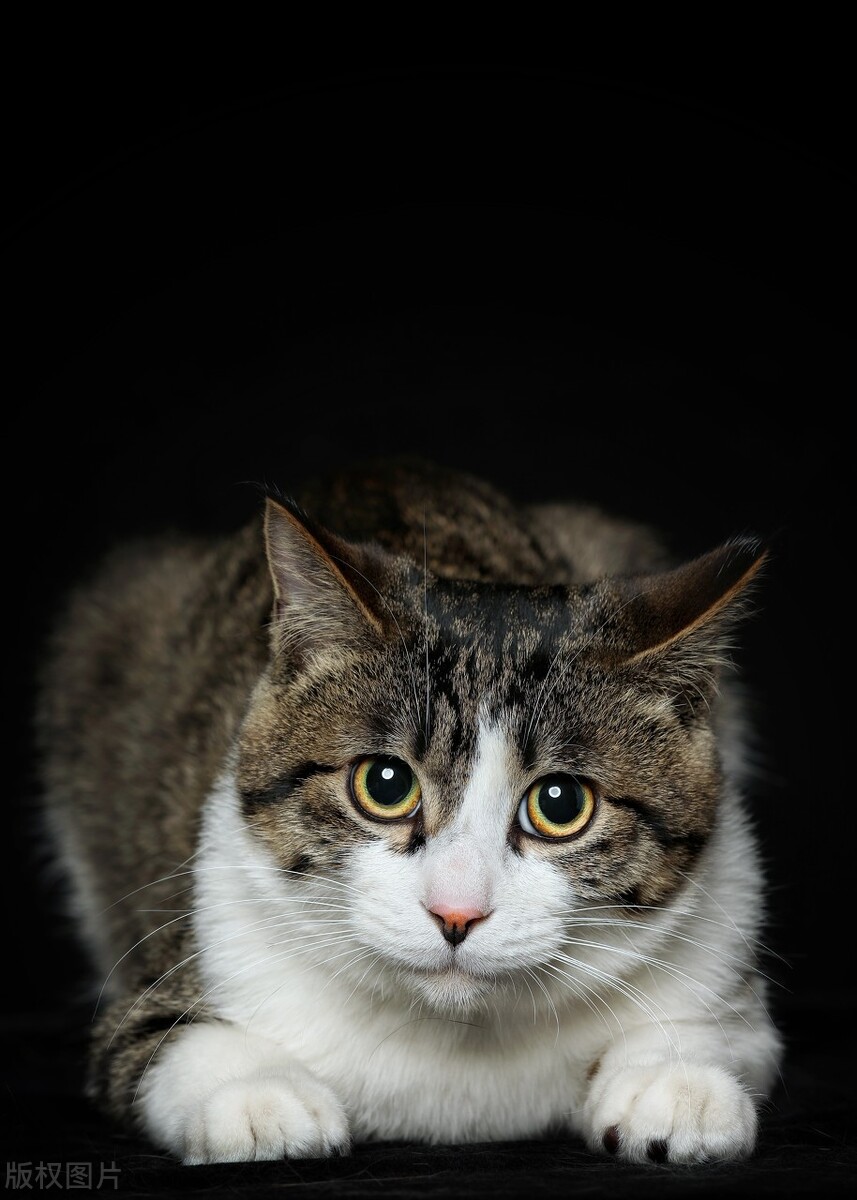 宠物猫养什么品种好,宠物猫什么品种好养又便宜