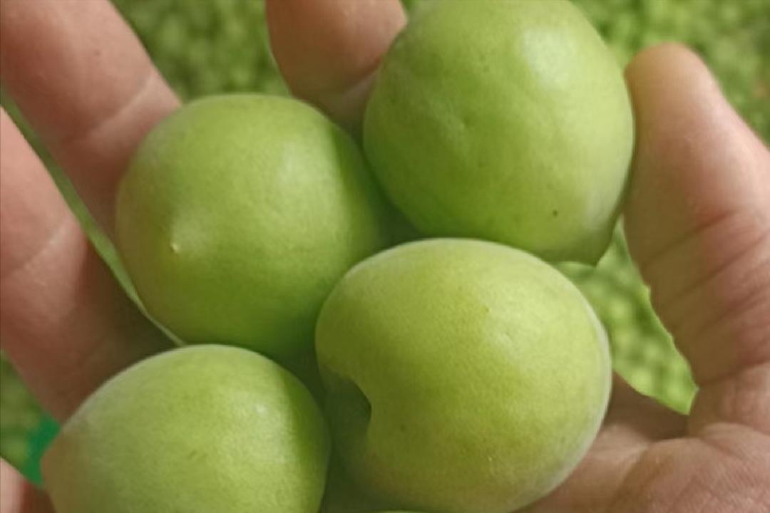有一个水果叫什么梅子,有一个水果叫什么梅