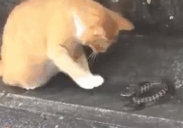 如何拥有一只奶牛猫,如何养出社牛猫