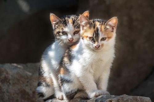 动物在涩涩前，先嗅对方屁股，这是为什么呢？