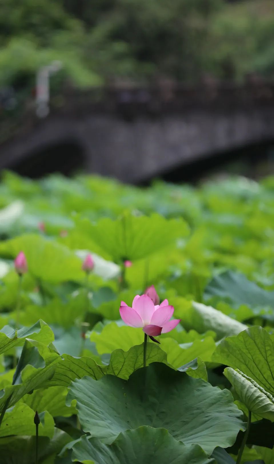荷你有约周末去武隆逛荷花节可好,今夏荷你有约新余已开启赏荷模式