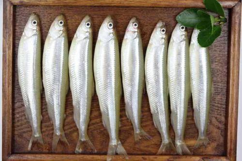 2020年禁养水产类名单,国家禁止放生的鱼类有哪些