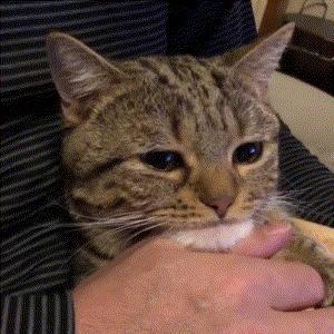 养猫推荐养什么,养猫首选这几种猫漂亮忠诚还好养