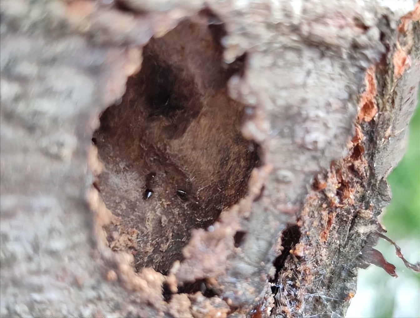 西南官话方言云南,花垣方言