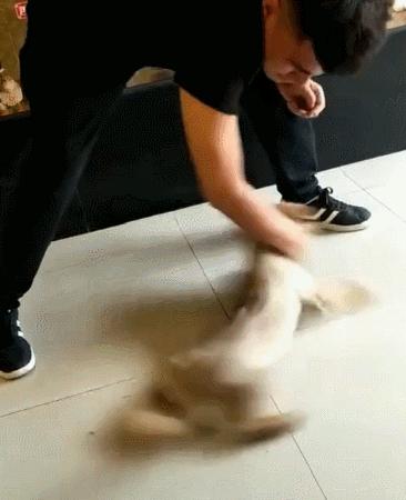 狗狗被打会有什么反应,狗被打的不敢动