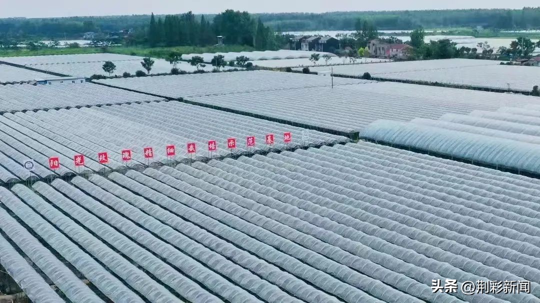 绘就新画卷领略乡村美,石首画卷