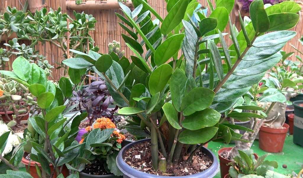 客厅最旺财的5种花,最适合客厅养的四种树