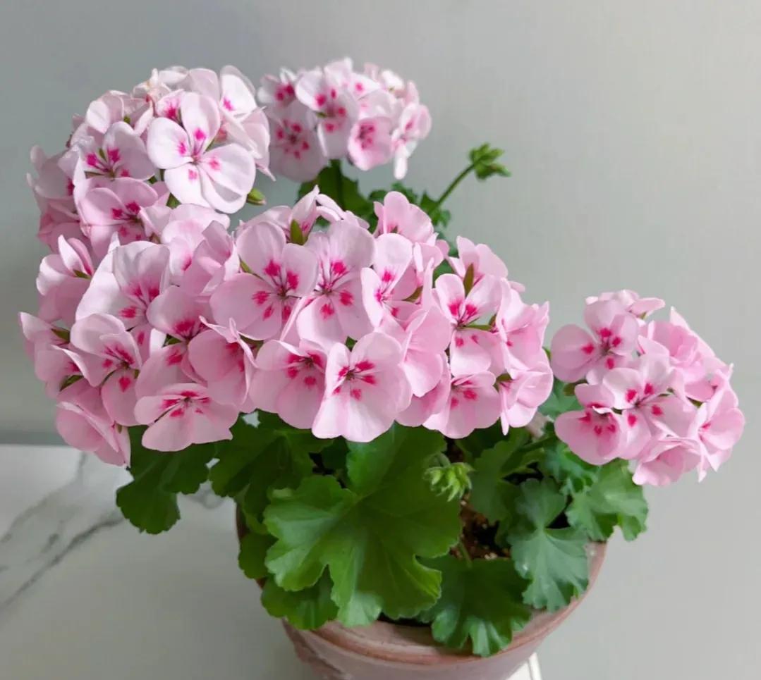 花期长又好养驱蚊的花庭院,半阴的环境驱蚊能养哪些花