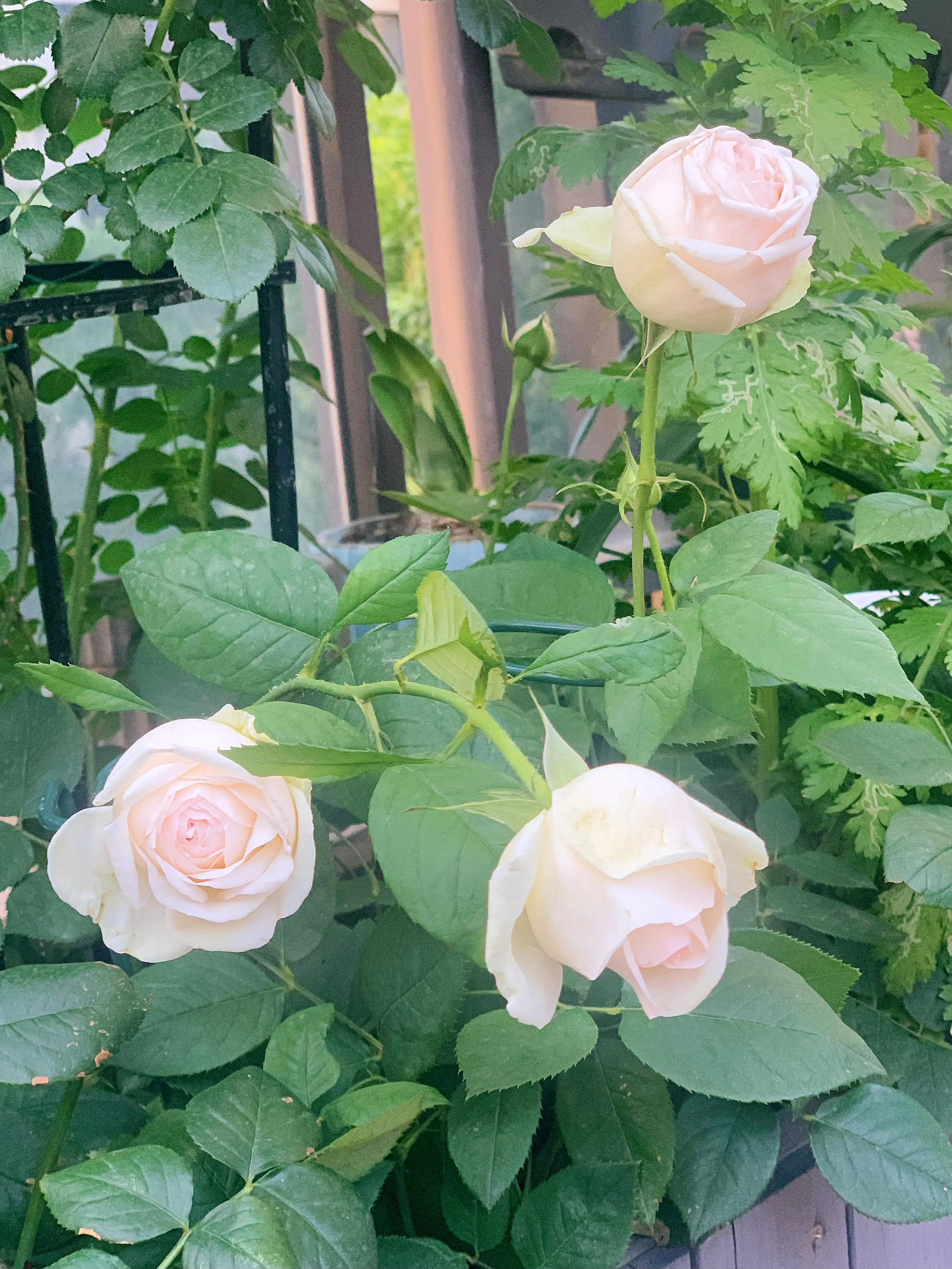 花期长又香的月季花园,花期超长又好养的经典月季