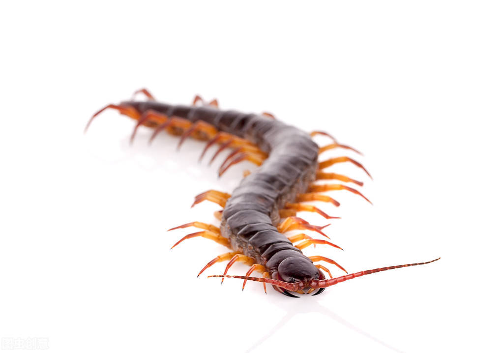 西游记里的妖魔鬼怪有多少个,西游记里的妖魔鬼怪