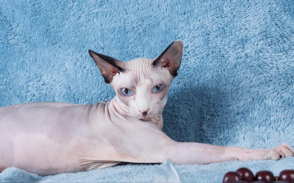 各个品种猫咪大概的价格,盘点各种猫咪的价格