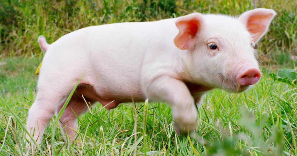 如何提高母猪的受孕率方案,猪用人工授精能提高受胎率吗