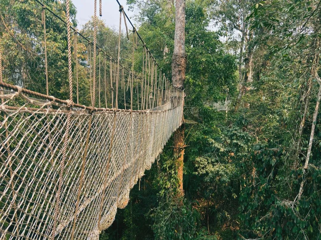 西双版纳体验雨林,吃遍热带水果西双版纳