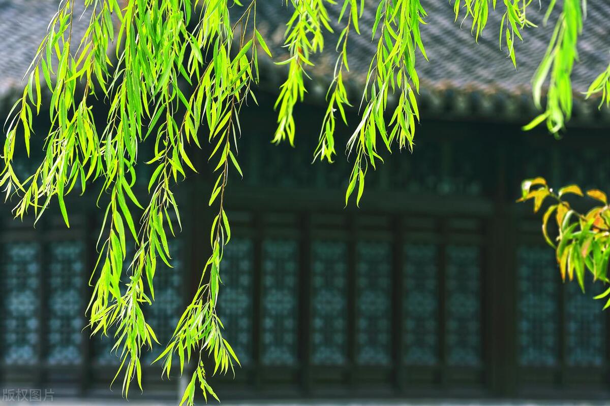 柳树枝的诗词,写柳树最经典的古诗词