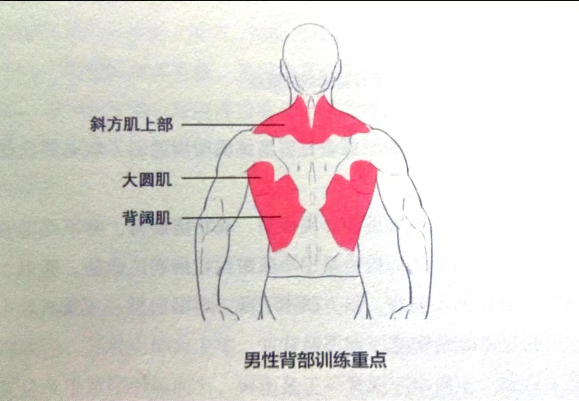 几个动作练掉含胸驼背虎背熊腰,怎样锻炼背部虎背熊腰